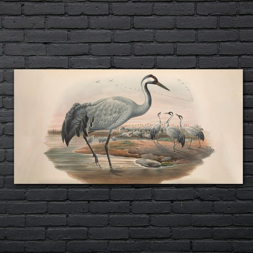 Vögel wild tiere zeichnung - vögel,