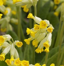 Echte Schlüsselblume -