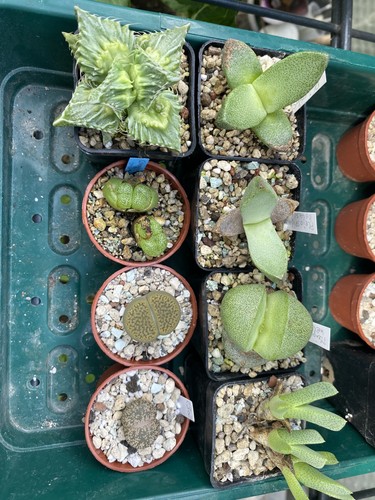 Mesembs 8er set pleiospilos - mesembs,
