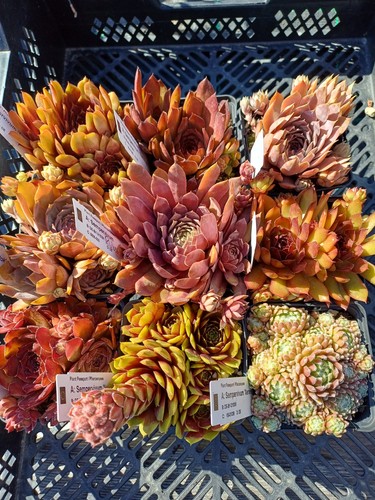 Sempervivum flachdach - sempervivum,
