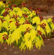 Japanischer Goldahorn 40-50cm