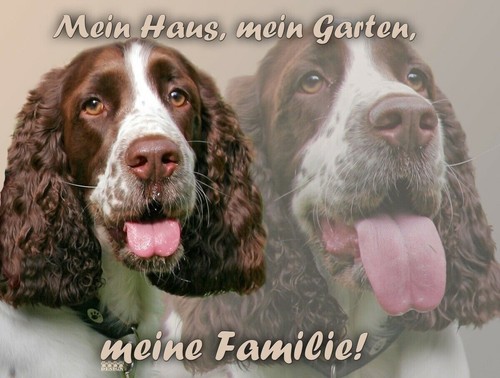 Englischer springer spaniel - englischer,