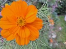 Cosmea Sorte: Sunset Orange