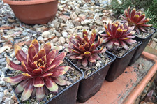 Sempervivum Chick Charms®