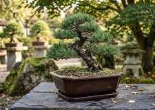 Bonsai Pflanzgefäß mit