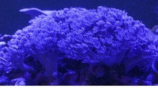 Pumpende xenia - xenia,
