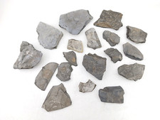 Fossilien schiefer - fossilien,