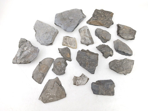 Fossilien schiefer - fossilien,