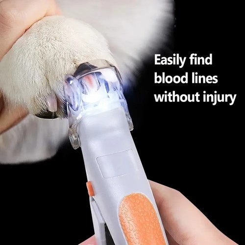 Hund katze haustier - katze,