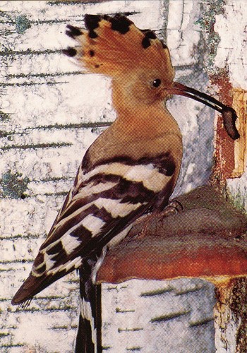 Zoo wildlife wiedehopf - , *