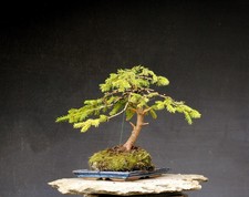 Bonsai outdoor winterhart