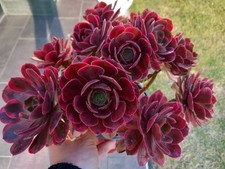 Sukkulente Aeonium  Athena  - Variegated