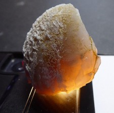 Vier besondere Seeigel unter