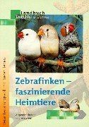 Zebrafinken faszinierende - zebrafinken,