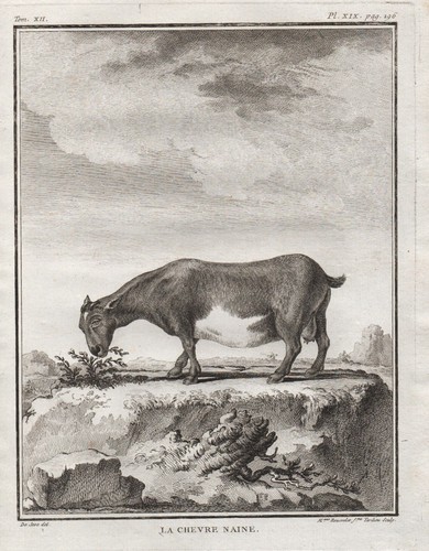 Zwergziege dwarf goat ziege - zwergziege,