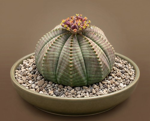 Euphorbia obesa sukkulente - euphorbia,