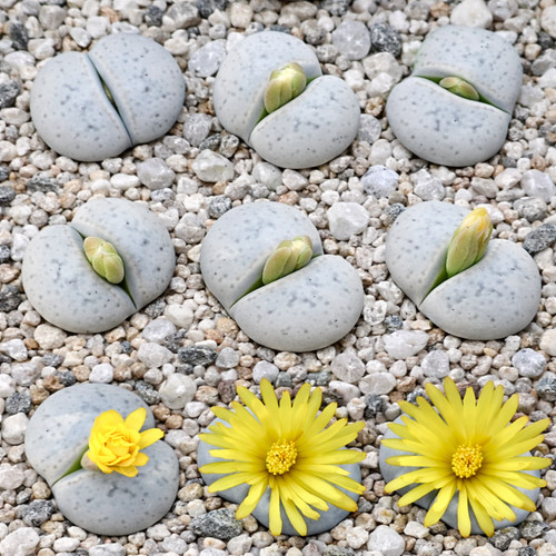 Lithops pseudotruncatella var