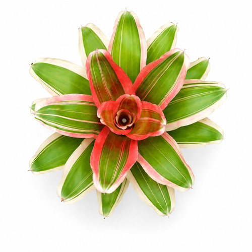 Neoregelia madame van durme