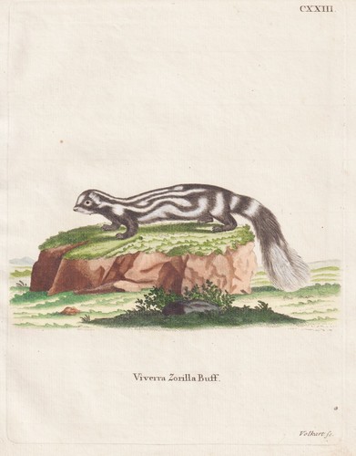Zorilla bandiltis striped - zorilla,