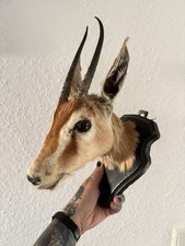 Gazelle Trophäe Geweih