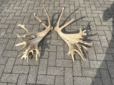 Rothirsch Abwurfstangen Deko