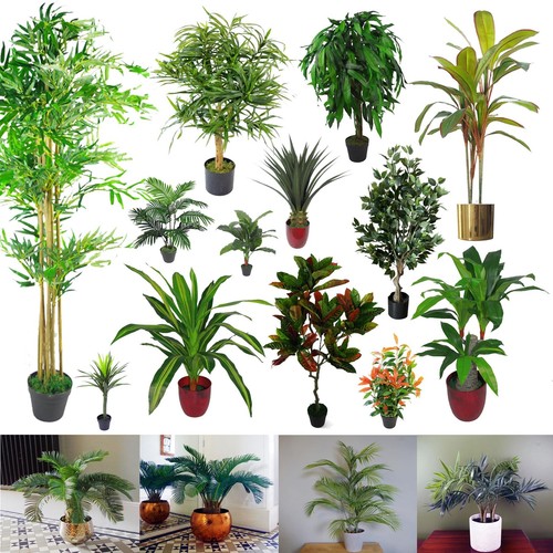 Large palm tropical - large, for