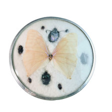 Schmetterling und Käfer Bild