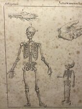 ANTIQUARISCHE LITHOGRAPHIE 1833 SKELETT TOTENKOPF ANATOMIE ANTHROPOLOGIE KNOCHEN