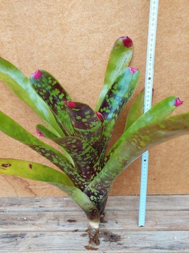 Neoregelia marmorata - ,