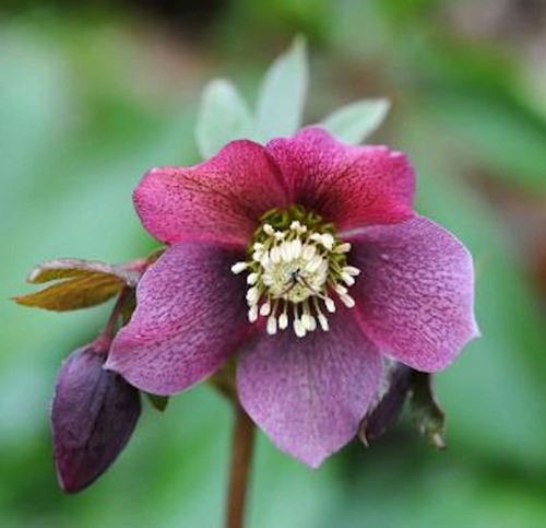 Christrose lenzrose red lady - christrose,
