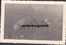 29628 Foto gefallener russischer Soldat KIA Ostftront Partisan Stahlhelm WK2 WW2