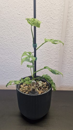 Monstera adansonii frozen - monstera,