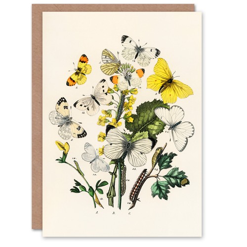 William forsell kirby - william,