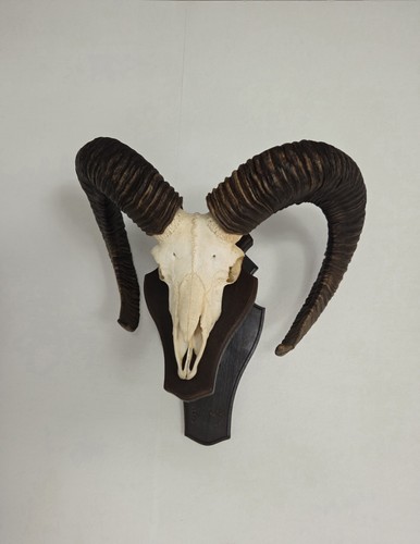 Kapitaler mufflon trophäe - mufflon,,