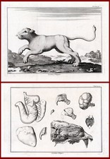 2 antike Drucke - LÖWE -