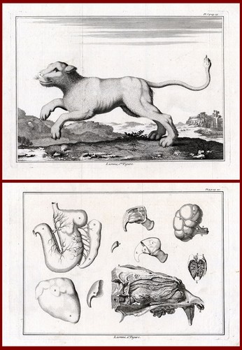 Antike drucke löwe - lÖwe,
