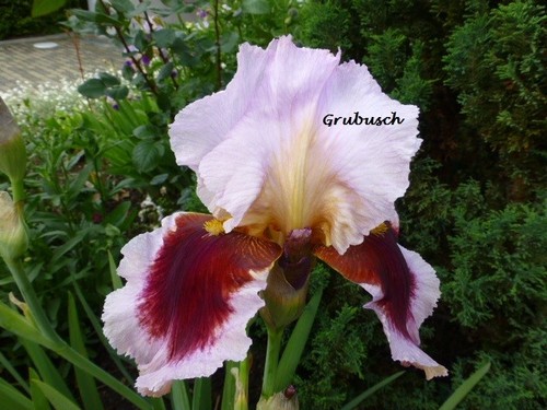 Iris schwertlilie hohe - iris,,