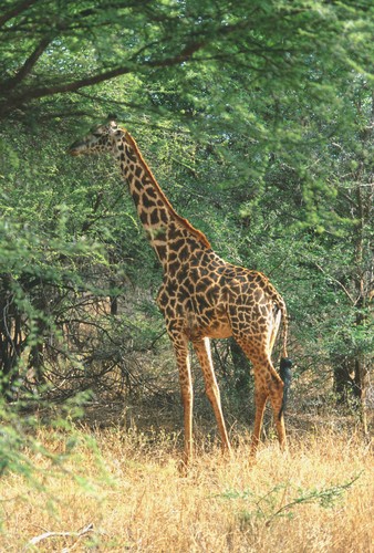 Postkarte giraffe im - ak,