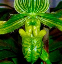 Paphiopedilum  venustum alba