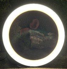 LED Ringlicht 10 Zoll, dimmbar, Preis inkl. Versand