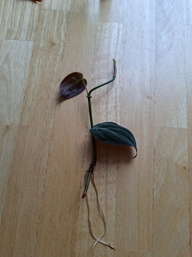 Philodendron scandens micans