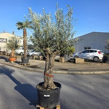 Olivenbaum "Olea Europaea"