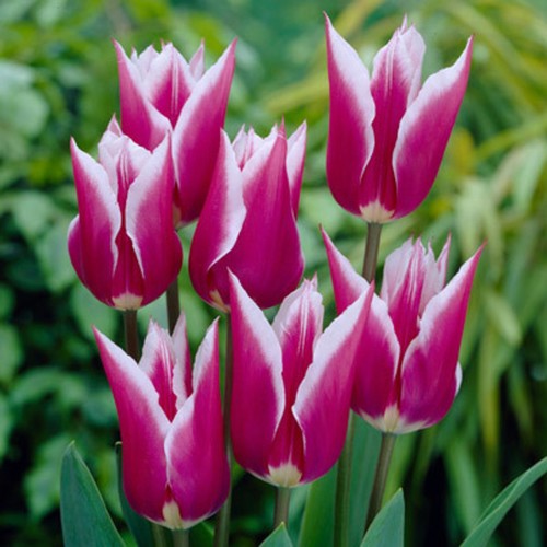 Lilienblütige tulpen - 10,