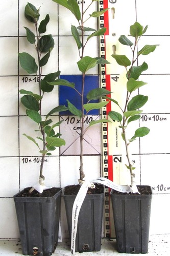 Malus hybr neville - x, hybr.