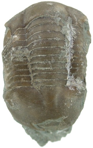 Ordovizium illaenus sarsi - ordovizium,