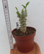 Pachypodium densiflorum 5 5.8