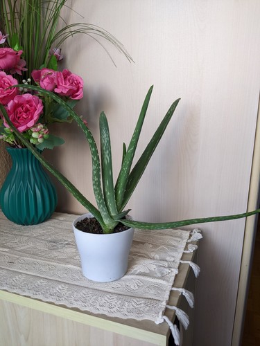Aloe vera schöne - aloe, –