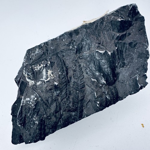 Karbonfarn fossil pecopteris - karbonfarn,