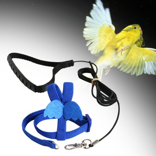 Vogel geschirr und leine - vogel,