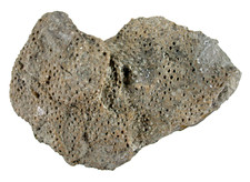 Silur  Heliolites cf. porosus